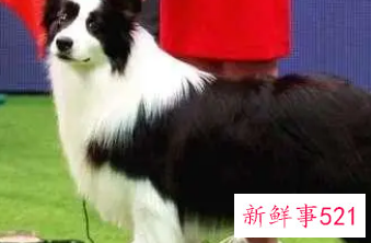 边牧四种类型哪种最好