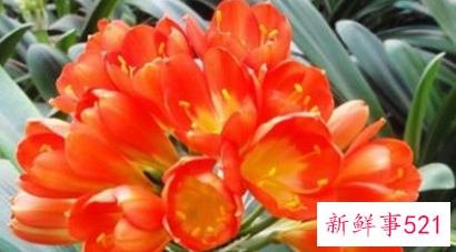 镇宅辟邪的花有哪些