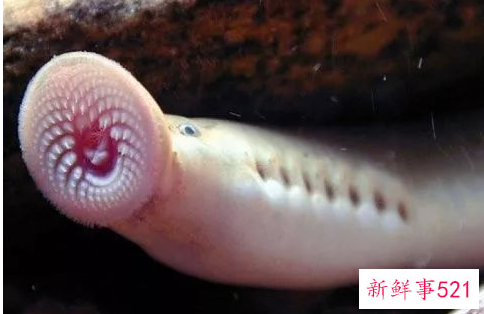 盘点世界十大奇特的动物