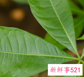 大门口种什么树招财