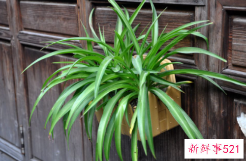 吊兰叶子发黄怎么办