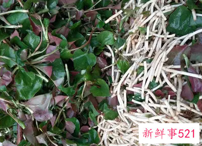 吃鱼腥草的危害