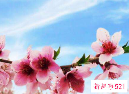 小心家居风水挡住桃花