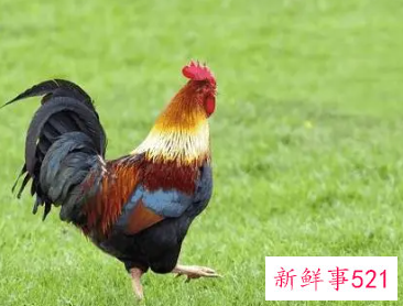 属鸡在脖子上戴什么好