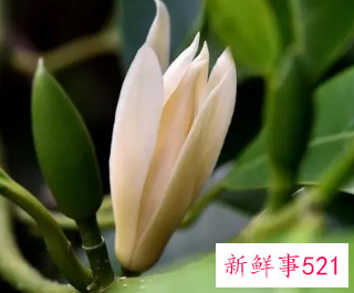 象征家庭美满的花