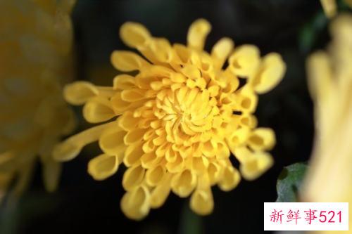 菊花要怎么养才不会死