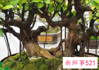 盆栽榕树冬天怎么养