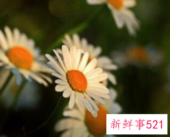 菊花与什么节日有关