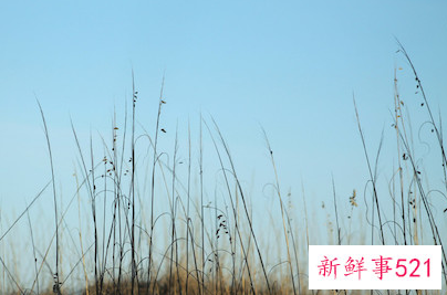 考科目三穿什么颜色衣服大吉