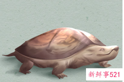 女人梦见大乌龟什么预兆