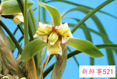 国兰春化的栽培管理