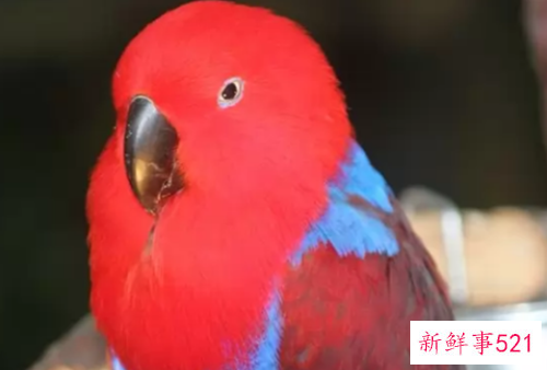 世界上颜值最高的10大动物