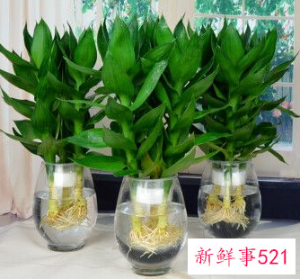 富贵竹叶子黄了还能绿吗