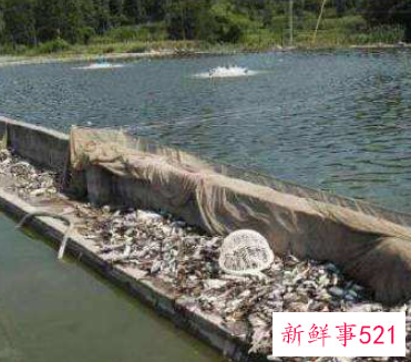 承包鱼塘体是什么意思