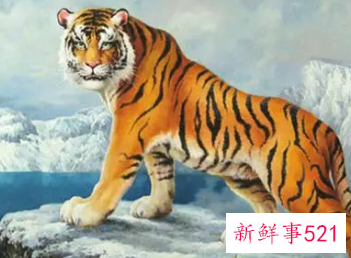 属虎的人起名字哪些字最合适