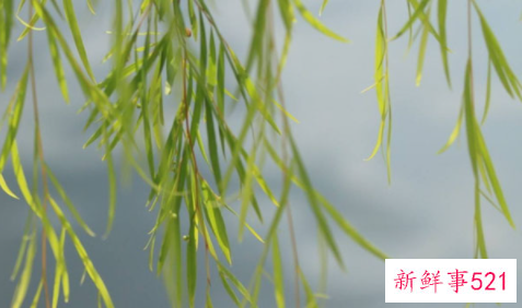 出伏和处暑是一回事吗