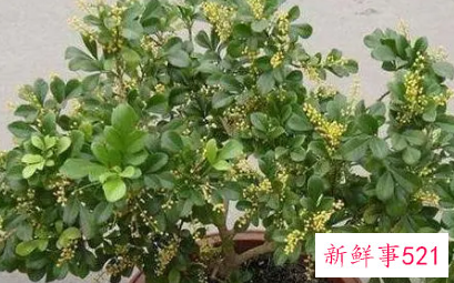 米兰叶子发黄怎么办