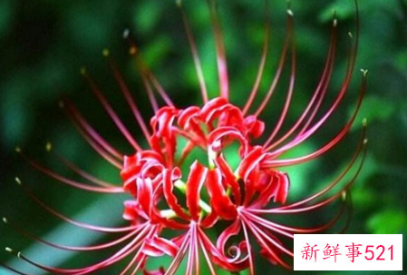 彼岸花是代表什么星座