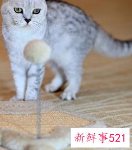 猫玩具选择要注意什么