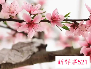 梦见桃花周公解梦原版