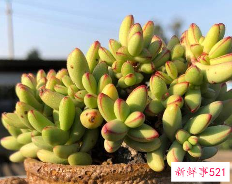 多肉植物为什么会腐烂