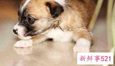 狗狗会怨恨主人吗