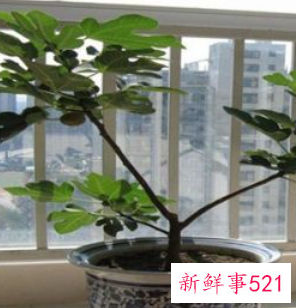 适合阳台种植的蔬菜水果效果图
