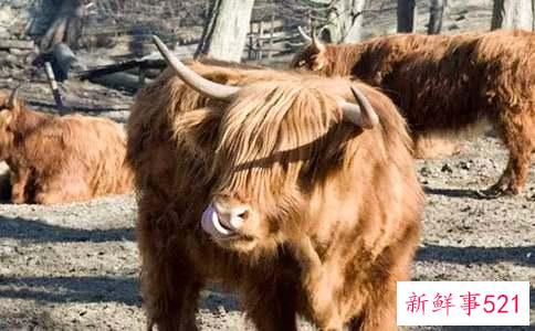 梦见牦牛是什么预兆