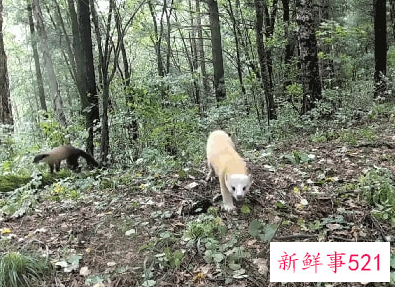 棕色大熊猫在秦岭已被发现10次