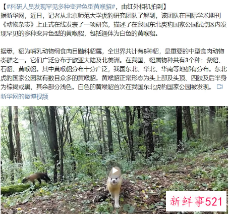 棕色大熊猫在秦岭已被发现10次