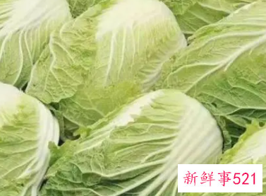 白菜的功效与作用禁忌及食用方法