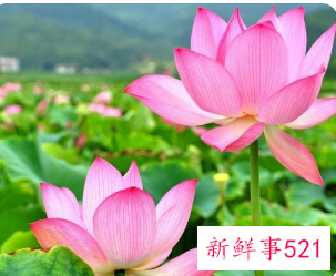 一眼就爱上的微信昵称文艺网名