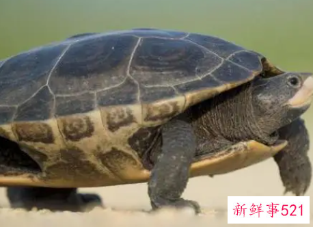 女人梦见大乌龟什么预兆