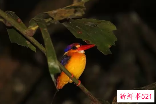 世界上颜值最高的10大动物