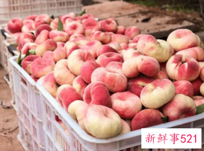 蟠桃和桃子区别是什么