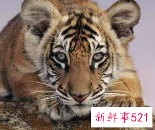 属虎男士佩戴什么手串好