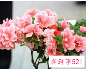 新年家里放什么花寓意好