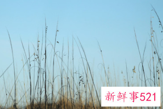 科目三穿什么颜色可以通过考过