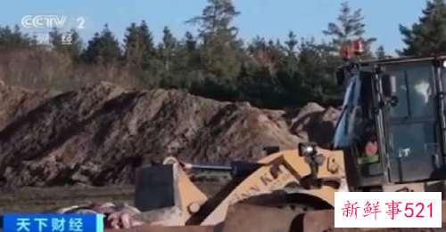 有400万的水貂被焚烧