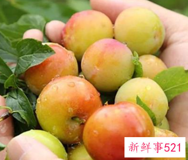 孕妇是否可以吃李子