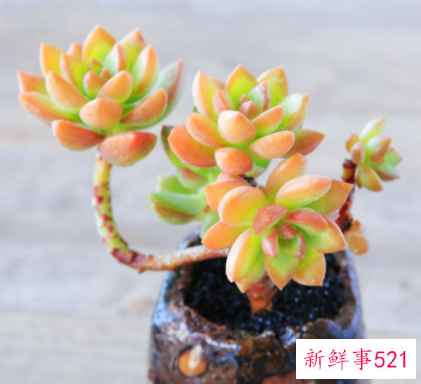 多肉叶子一碰就掉什么原因导致的呢