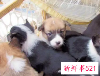 如何挑选健康的狗狗