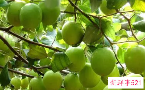 青枣属性寒还是热