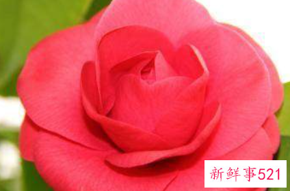 山茶花的繁殖方法有哪些