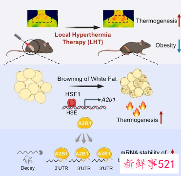 我国研究团队发现减肥新方法