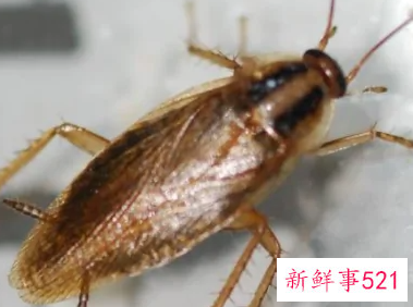 蟑螂被打死的地方用什么消毒