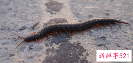 蜈蚣的功能是什么