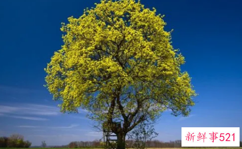 孕妇梦见大树预示着什么