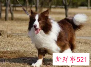 边牧四种类型哪种最好