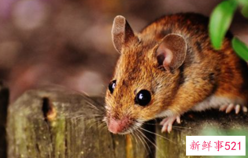 男人梦见老鼠是什么意思